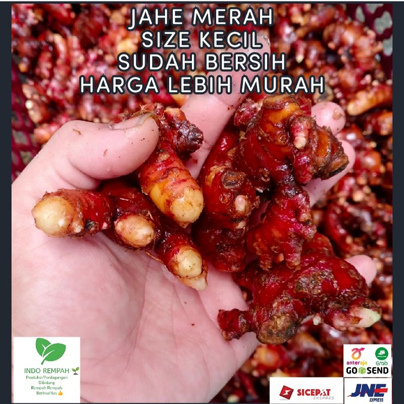 

Jahe Merah / Red Ginger Size Kecil 1 kg Sudah Bersih