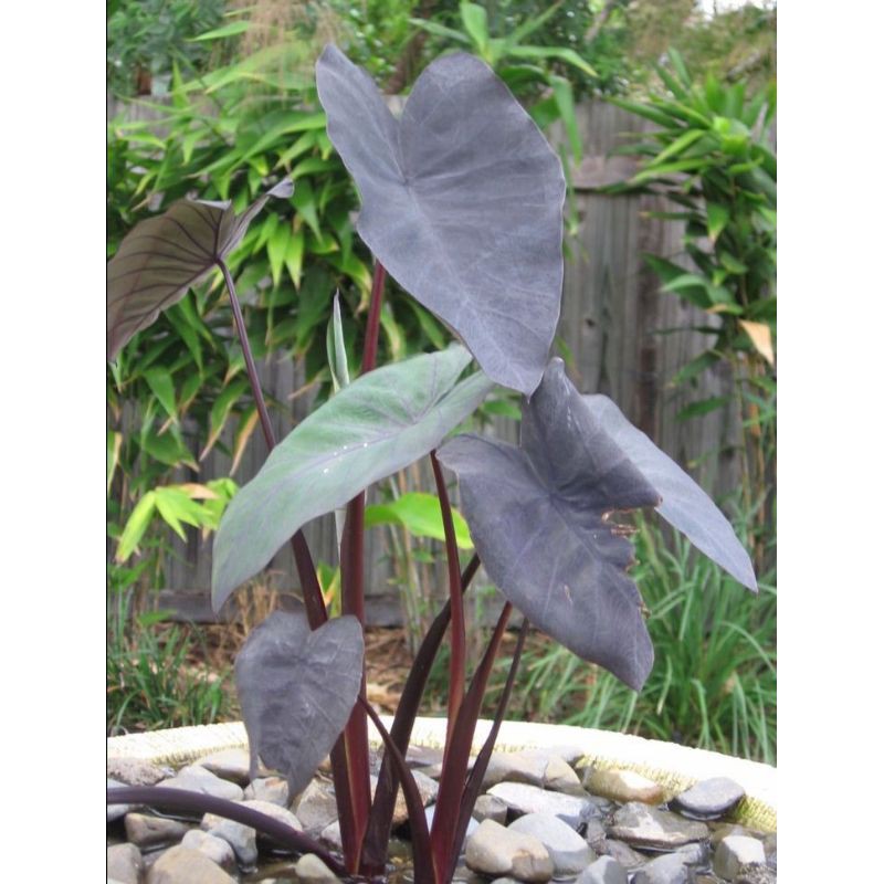 keladi hitam black magic