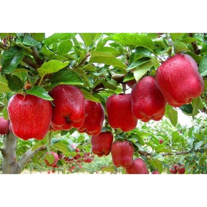 BIBIT APEL FUJI HASIL CANGKOK