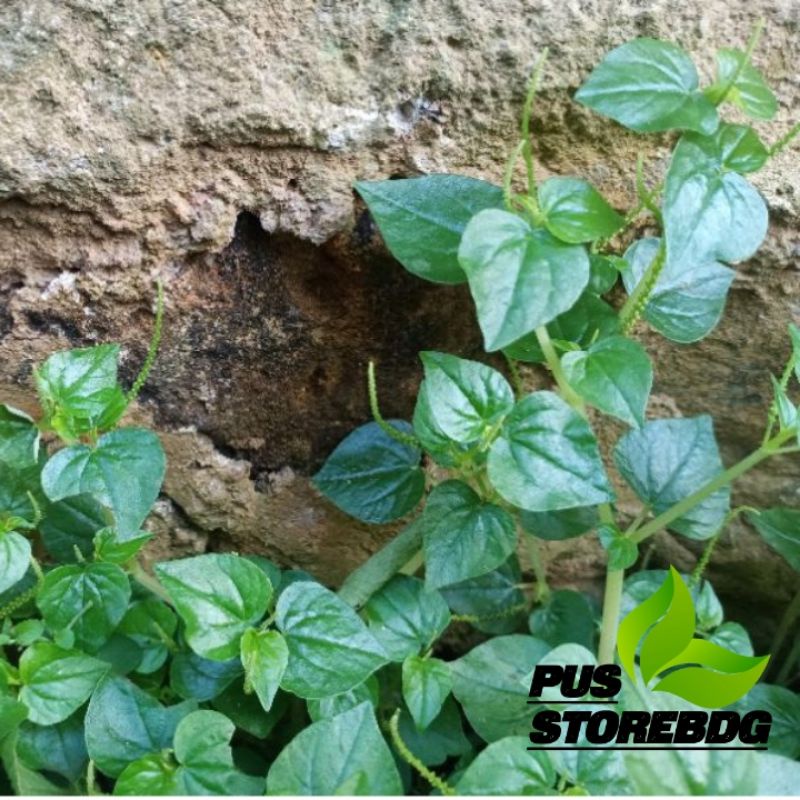 

Daun Sirih Cina segar 250gr