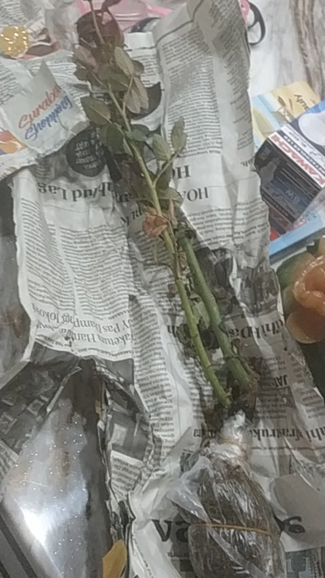 Tanaman Hias Mawar Tanpa Duri