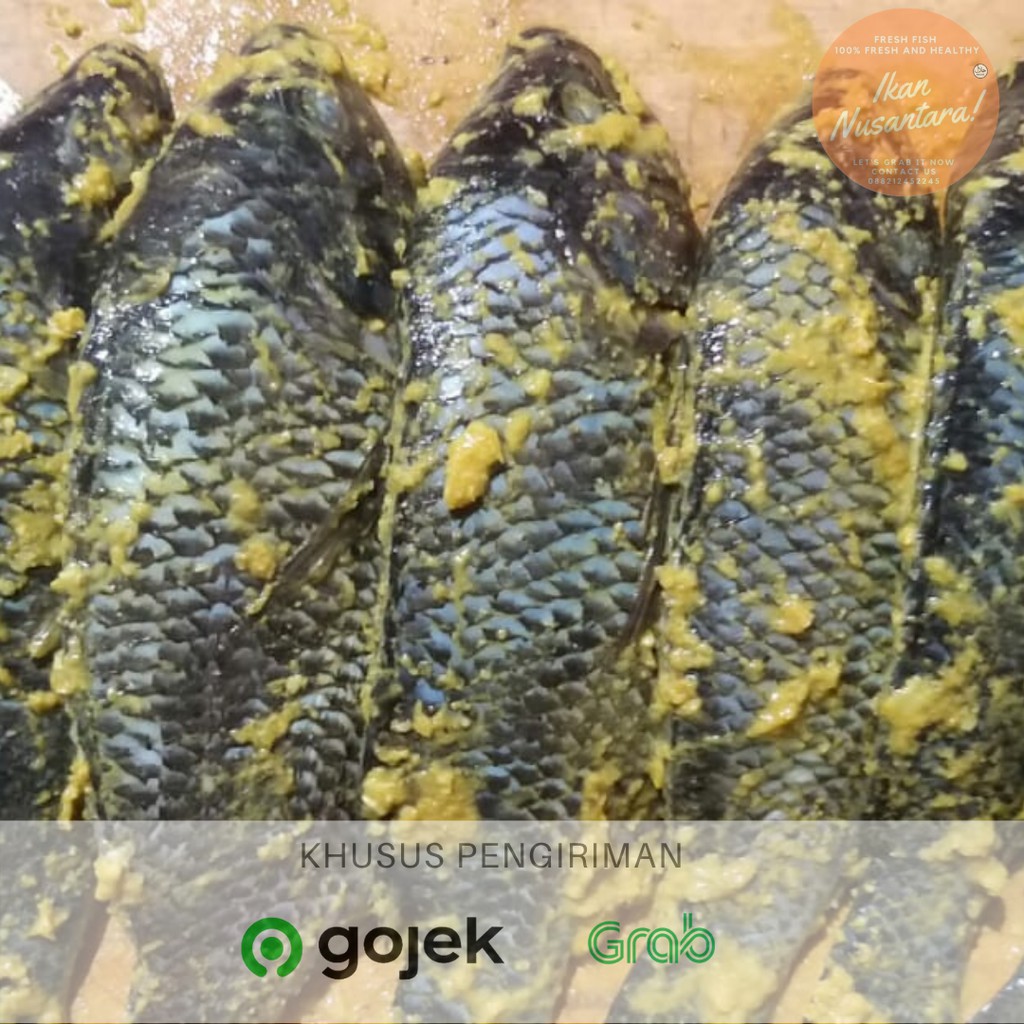 

Deskripsi Ikan Mujaer Segar Bumbu Kuning Siap Goreng plus Sambal Harga Promo Ramadhan !!. Ikan Mujae