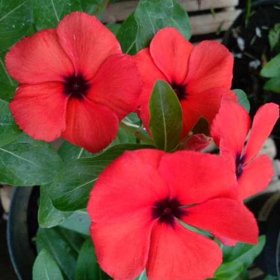 vinca tegak catrina orange