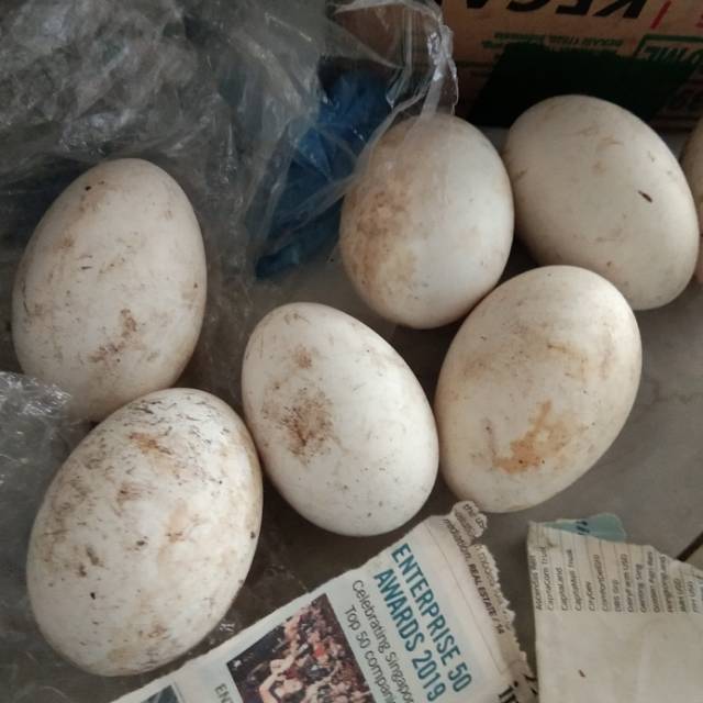 

TELUR SOANG BUSUK BUKAN UNTUK KONSUMSI