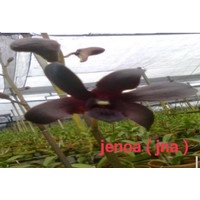 anggrek dendrobium jenoa,,,,id
