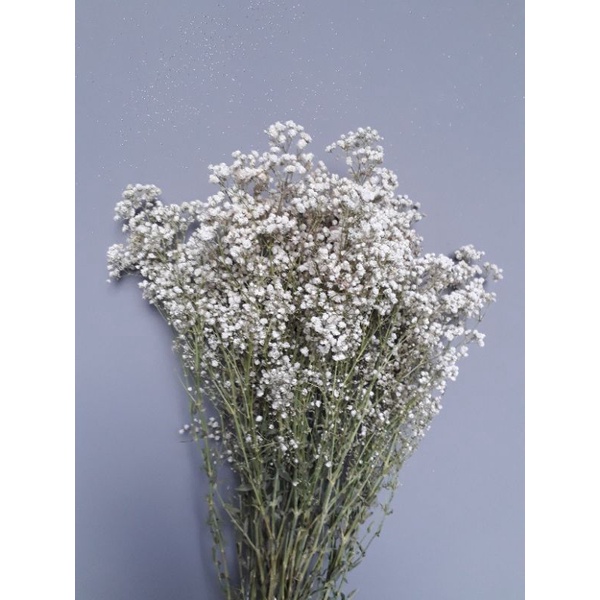dried baby breath