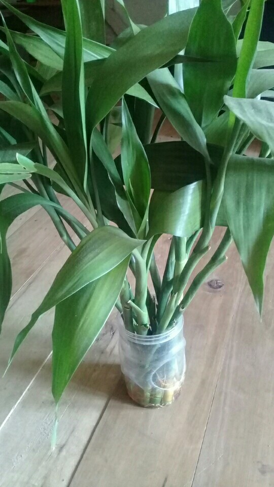 Pohon Bambu Hoki#sri Rejeki Per Item