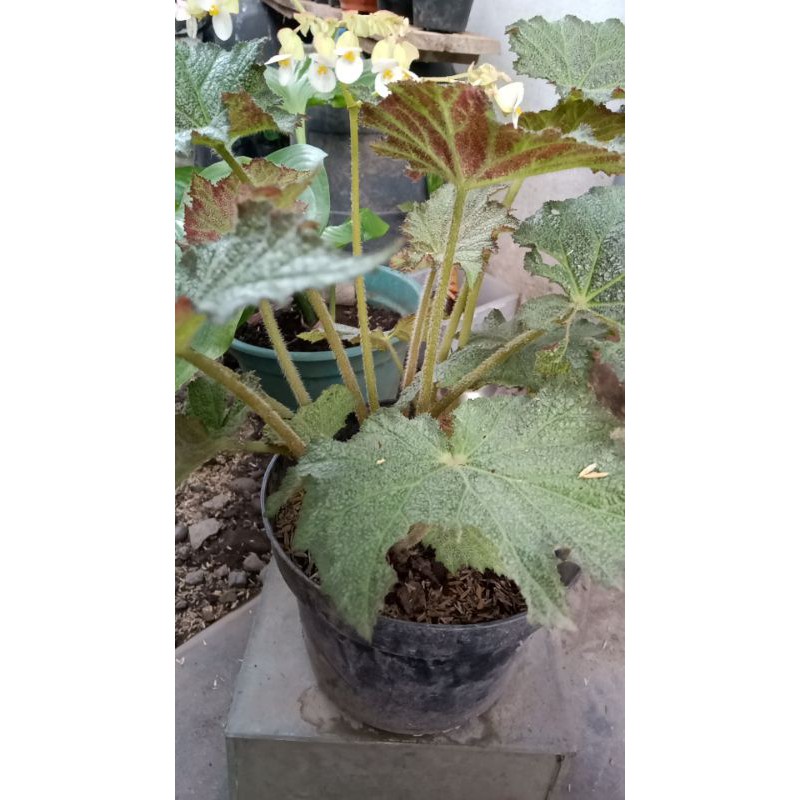 Begonia karpet Loca rimbun