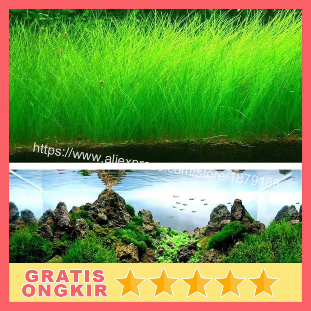 Bibit Rumput Air Dekorasi Aquarium Landscape Ornament Big Fescue H0027 Grab Medan