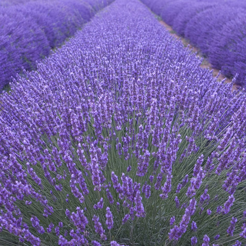 Bibit Lavender English - 10 Benih Bunga Lavender Vera Lavandula Angustifolia Tanaman Anti Nyamuk