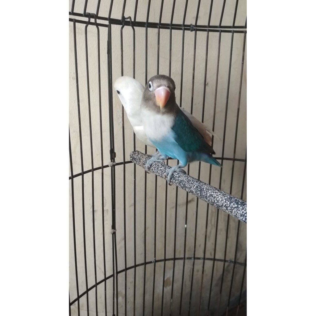 Lovebird Pastel Putih dan Mangsi