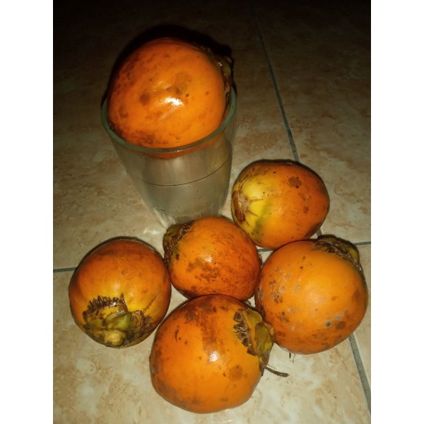 Buah pinang betara jumbo