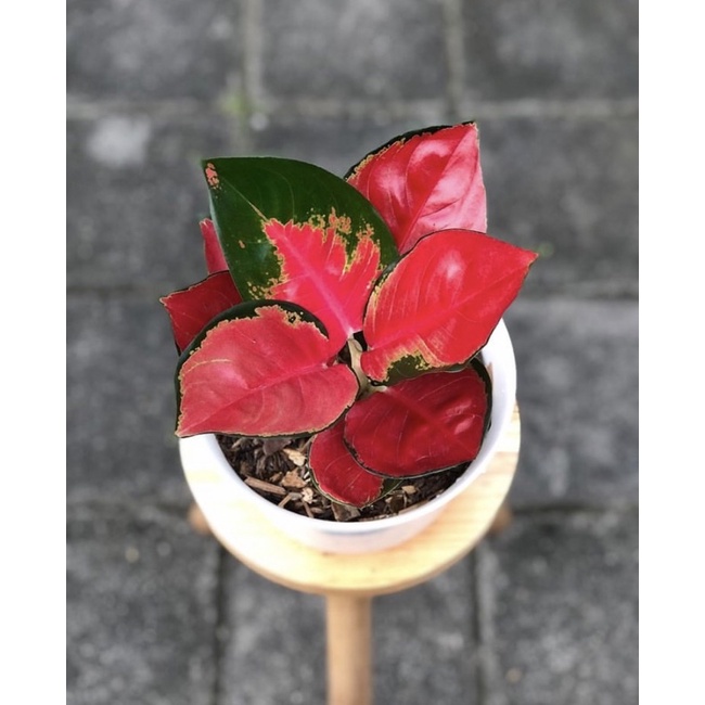 tanaman hias aglonema suksom jaipong, tanaman hias hidup