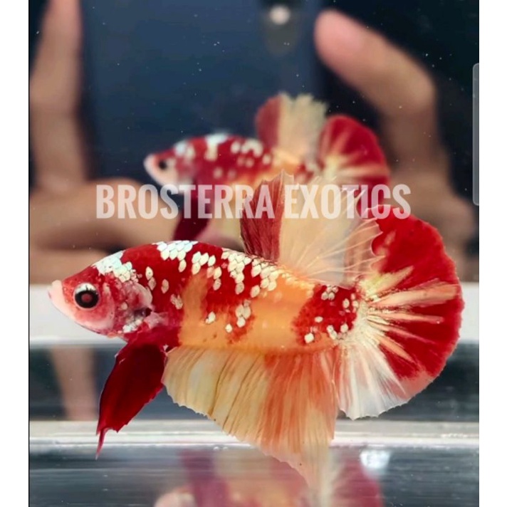 Cupang koi copper gold (Ironman varian orange)