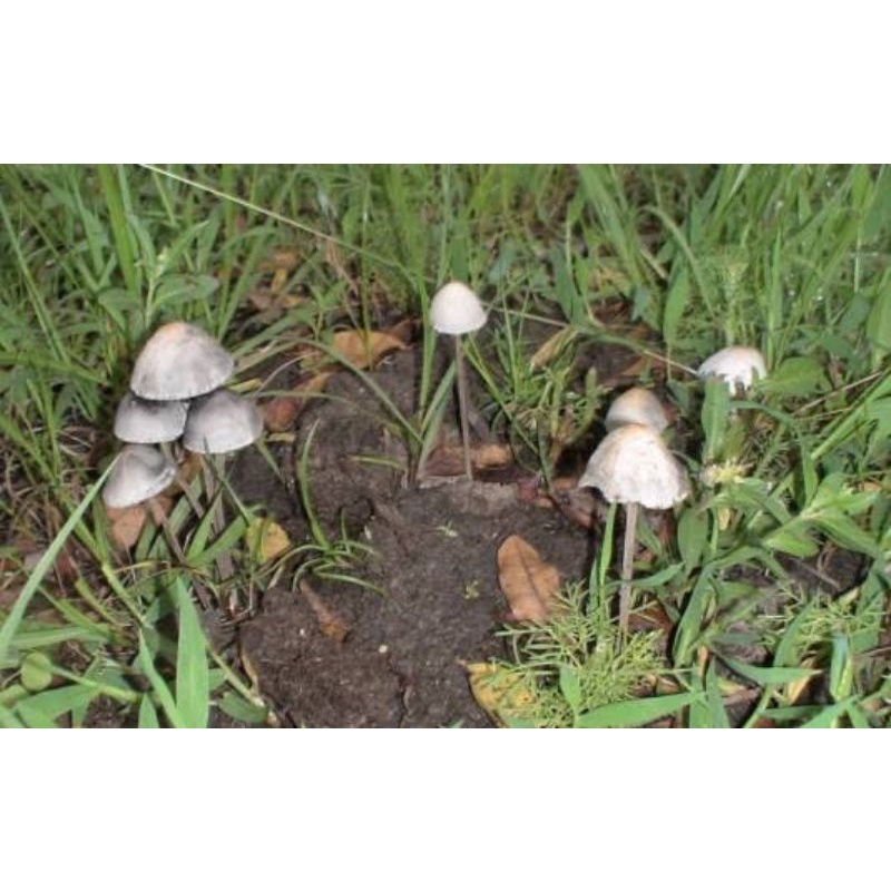 

Jamur mushroom obat depresi/100gram/khusus bayar transfer/kalau mau aman