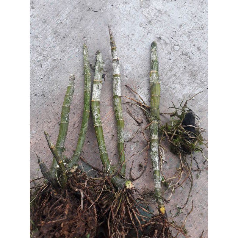 Batang Anggrek Tanpa Daun ,Akar Rimbun, Bibit Anggrek Dendrobium