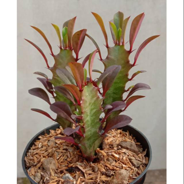 Sekulen Euphorbia clasic red