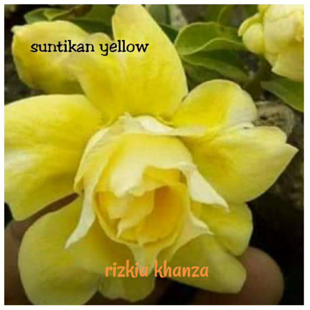 Bibit bunga kamboja/adenium treple terbaru-Suntikan yellow
