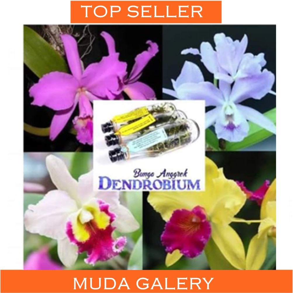 15 Bunga Anggrek Dendro  Koleksi Bunga  HD