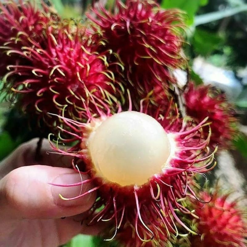 Bibit rambutan rapiah super