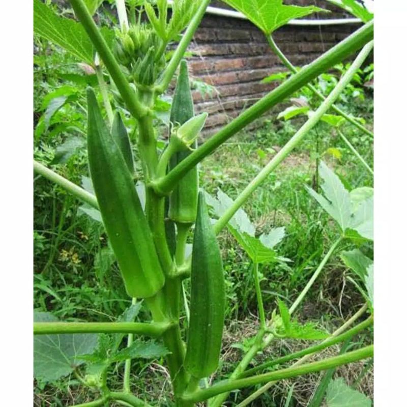 Benih OKRA HIJAU