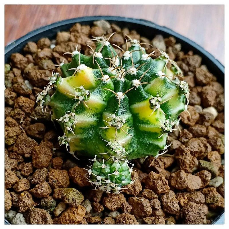 Gymno Taiwan Clone Yellow Ownroot