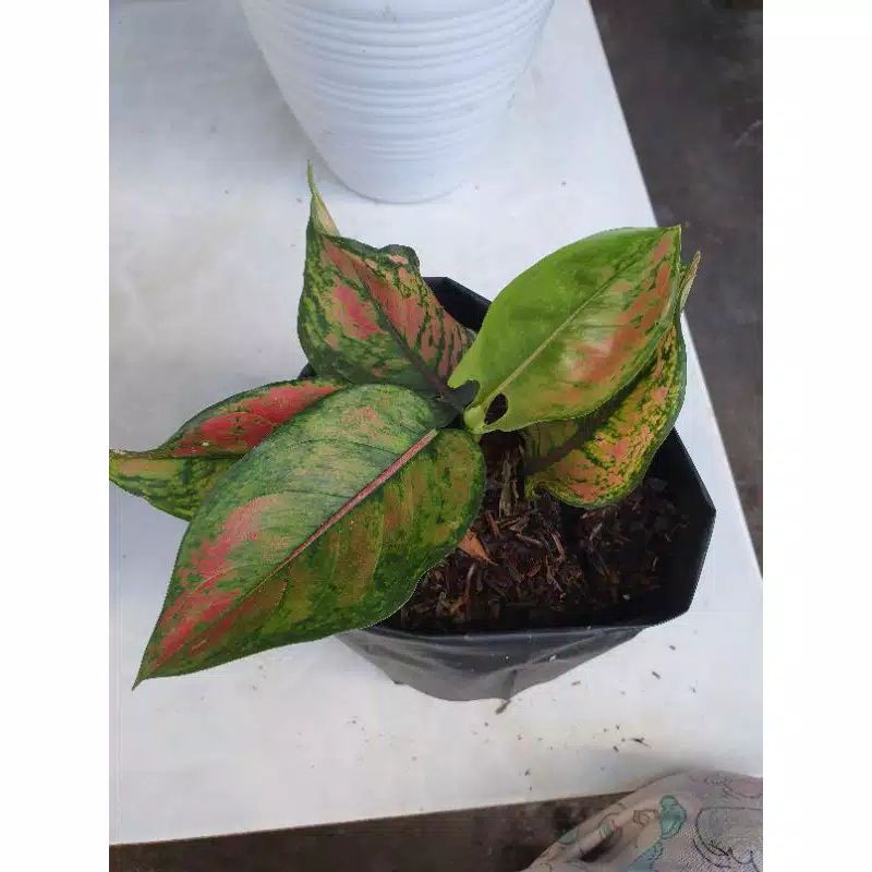 Tanaman hias aglonema engheng-hengheng