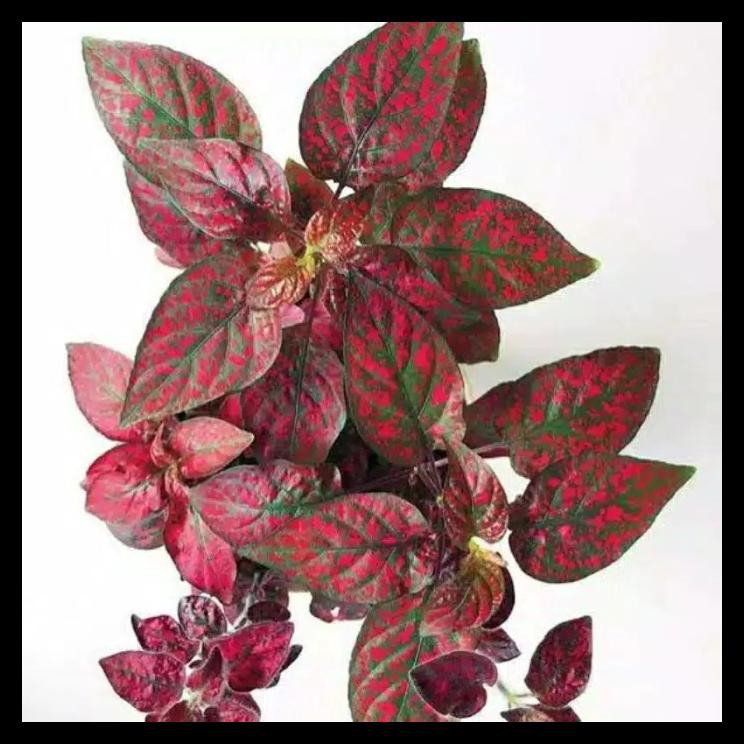 Diskon Tanaman Hias Hypoestes Merah - Bunga Hypoestes Merah - Tanaman Hias Po