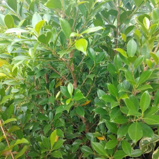 bibit beringin kimeng macan