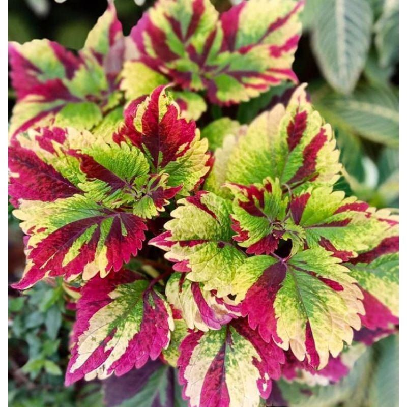 miana cinta dan miana batik terbaru/ miana premium