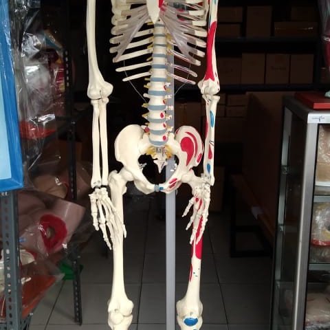 

Kerangka manusia dewasa bahan PVC durable