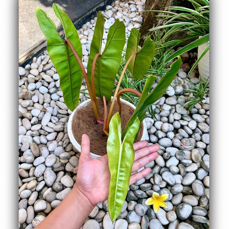 philodendron billietiae