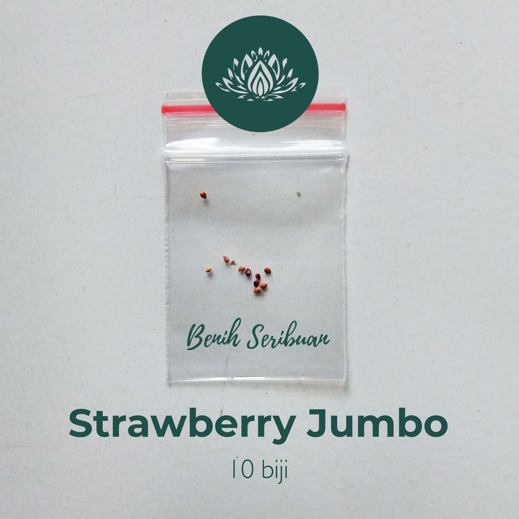 10 Benih Bibit Strawberry Jumbo Tanaman Buah Stroberi California Besar Strawberry Giant Berry Unggul