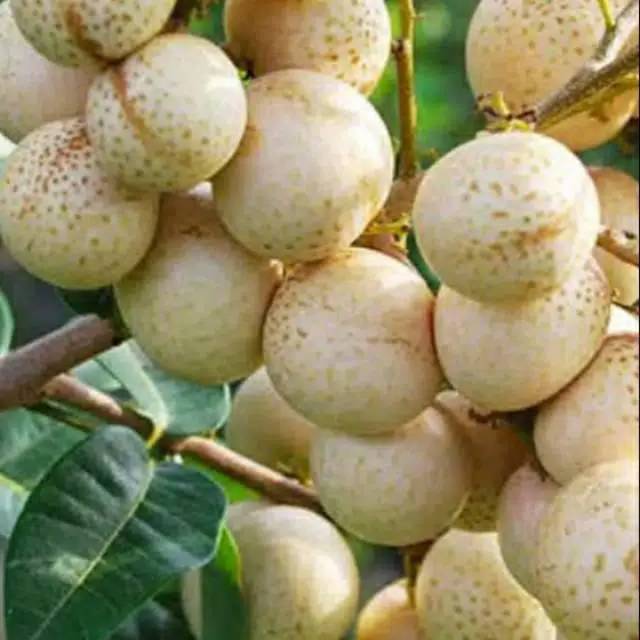 Paket 4 bibit kelengkeng matalada