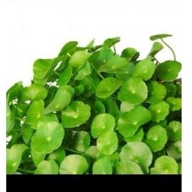 

Daun Pegagan obat herbal