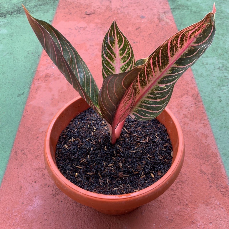 Aglonema Red Sumatra / Pride of Sumatra