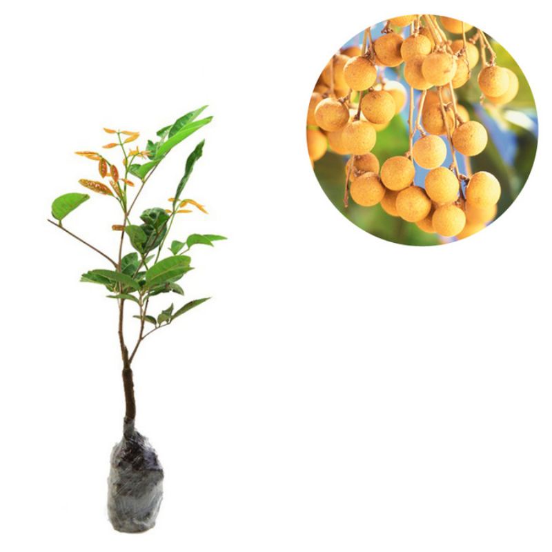 kelengkeng  aroma durian