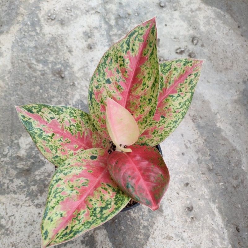aglonema mahaseti