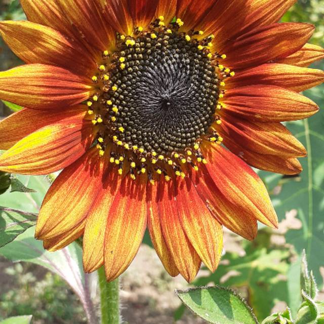 

Bunga matahari merah