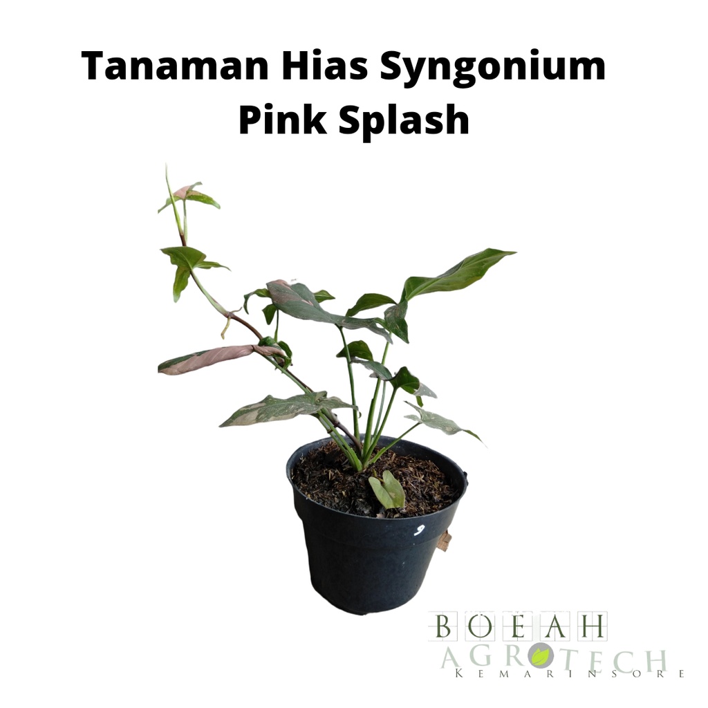 Tanaman Hias Syngonium Pink splash