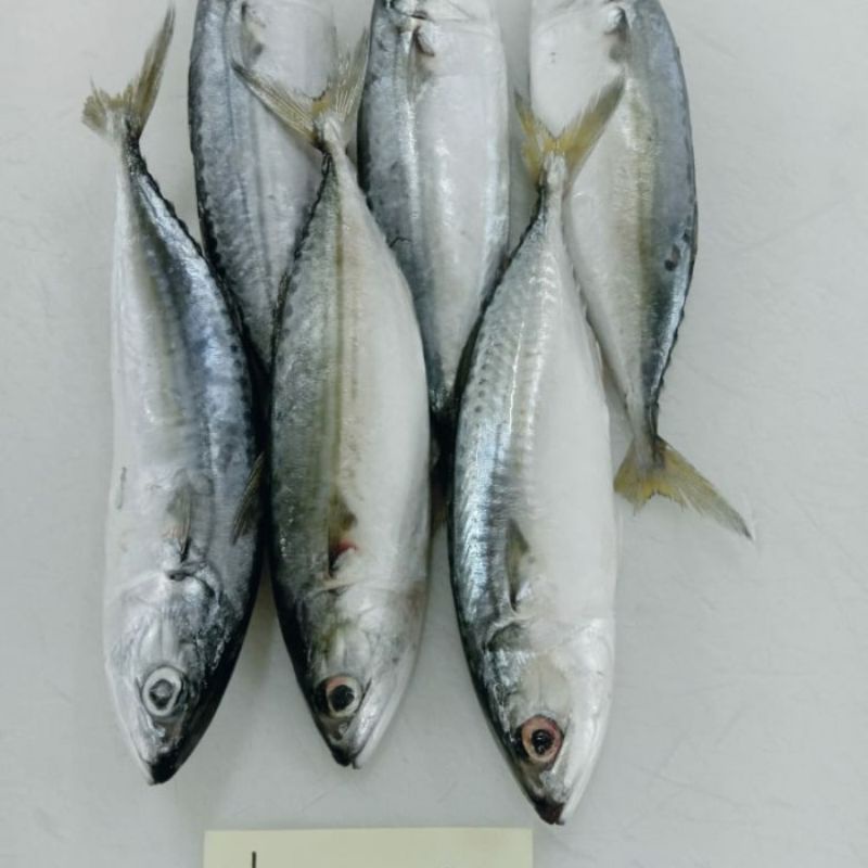 

22 seafood - Ikan Kembung Banjar 500gr