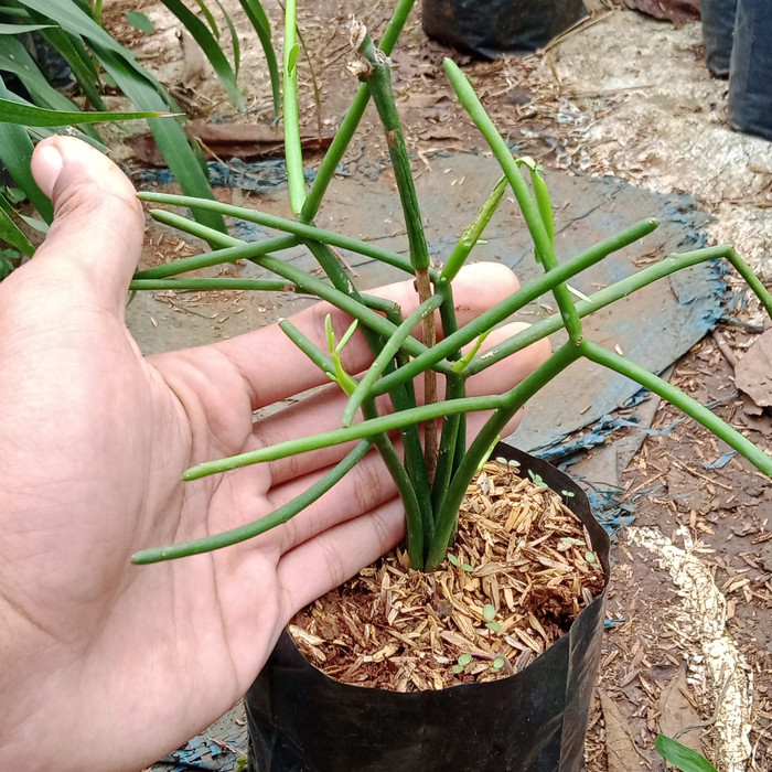 tanaman patah tulang/tanaman zig-zag patah tulang