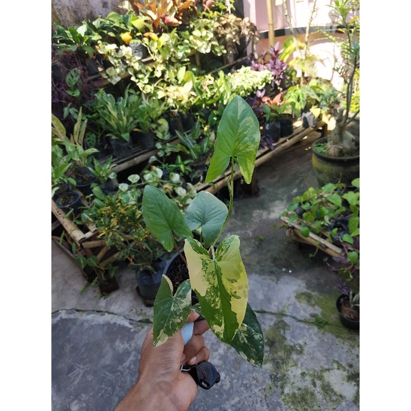 PROMO Syngonium Aurea Yellow Varigata Syngonium Yellow Variegata