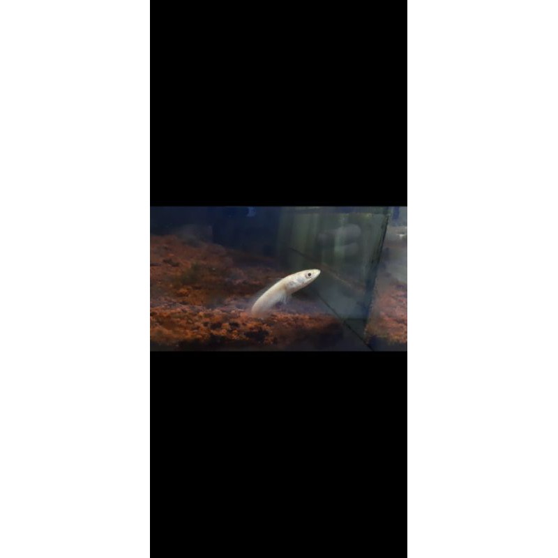 channa striata albino unik no tail