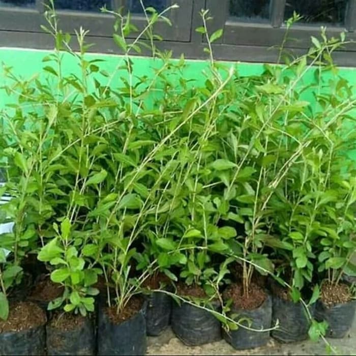 Jual Tanaman Menjuntai Li Kwan yu atau Lee kwan yew MURAH | Shopee ...