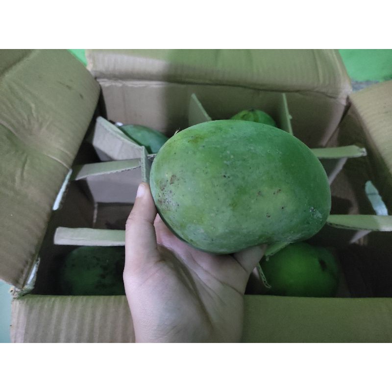 

mangga alpukat