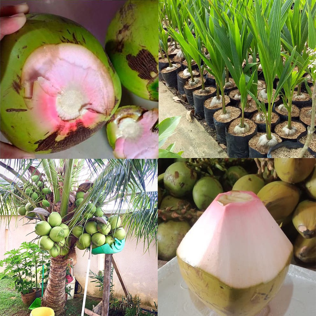 Bibit Kelapa Wulung Hijau