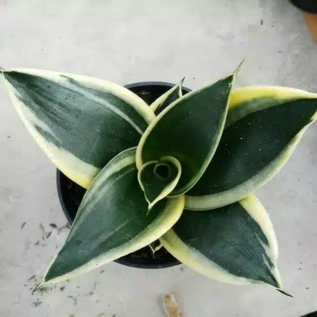 MURAH Tanaman hias sansivera pagoda murah - Sansivera mini - sansivera gold