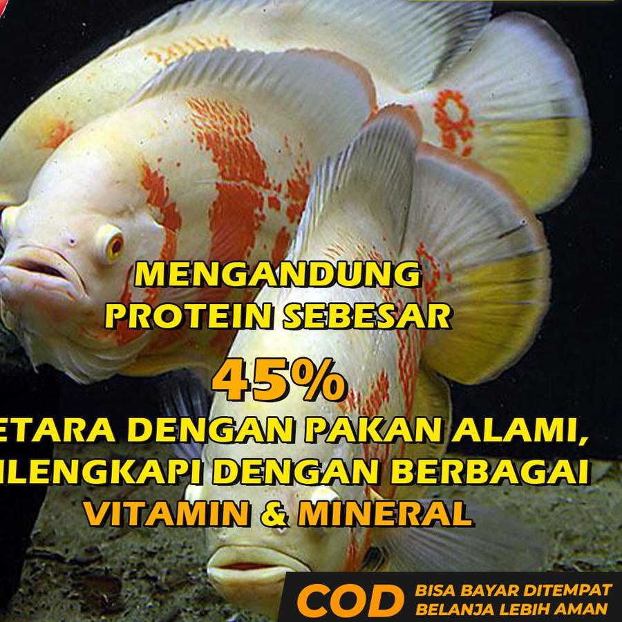 ✨Promo Pakan Ikan Oscar Pelet Makanan Oscar Premium Oscar Tiger Albino Batik Paris Tembaga Slayer RE