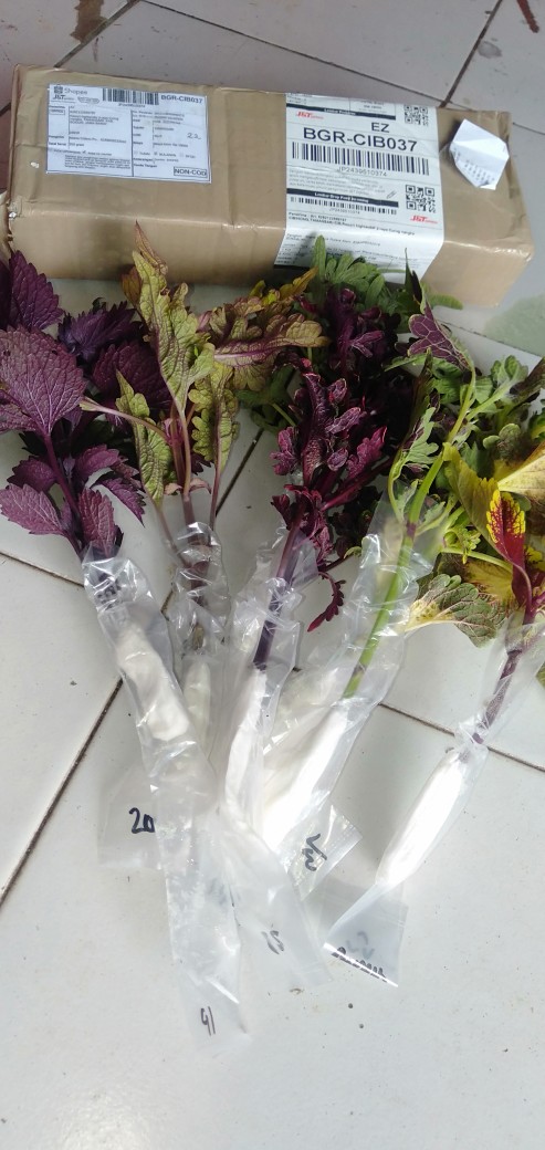 No 20 Tanaman Hias Miana/coleus/iler/jawer Kotok